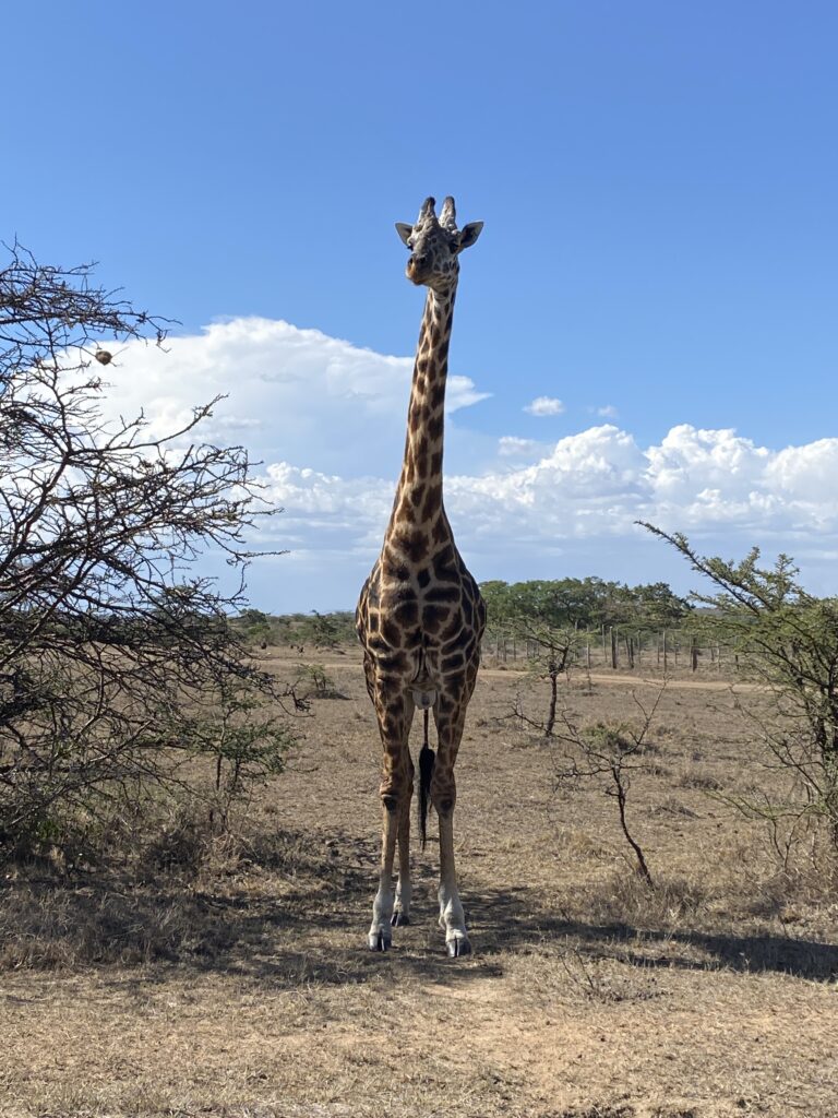 giraffe in masai mara, kenya